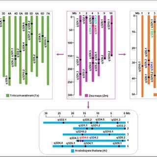 CiseQTL Analysis and Functional Validation of Candidate Genes for