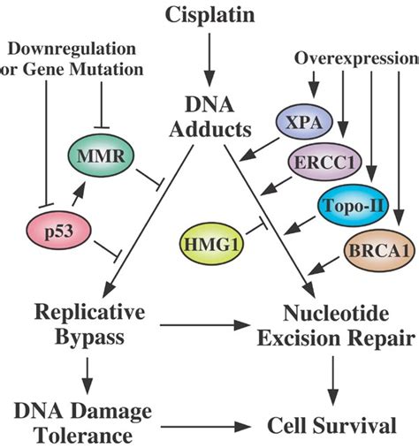 Cisplatin: mode of cytotoxic action and molecular basis of …