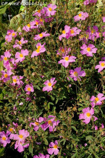 Cistus Incanus – Herbs & Medicine