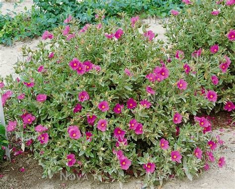 Cistus Pulverulentus