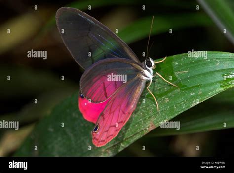 Cithaerias merolina – Wikipedia