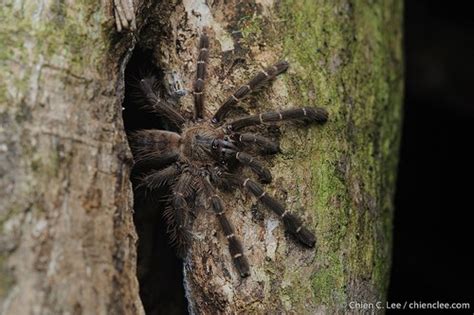 Citharognathus hosei - Wikispecies - Wikimedia