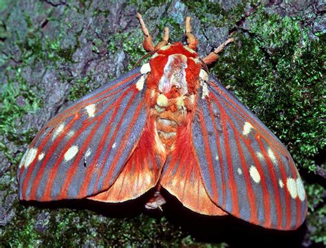 Citheronia regalis - Wikiwand