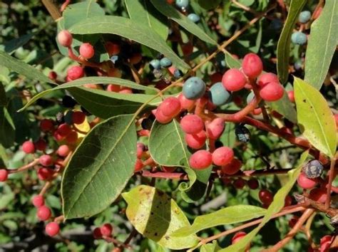 Citlembik Halı ve Koltuk Yıkama