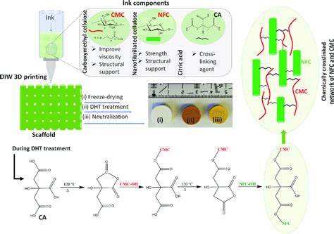 Citric acid cross-linking of starch films - ScienceDirect