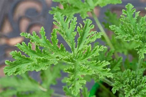 Citronella Plant: How to Grow and Use Citronella Plants