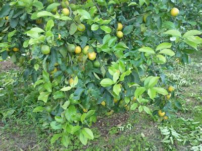 Citrontr&auml;d &ouml;vervintrar - Hur man tar hand om det p&aring; vintern