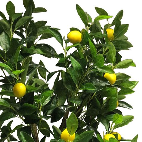 Citronträd kruka