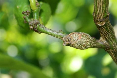 Citrus Gall Wasp: Prevention and Control The Seed Collection