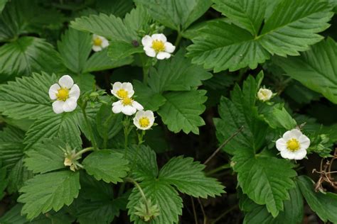 Citrus fruits list in philippines.  Fragaria × ananassa.  Strawberry.  Citr...