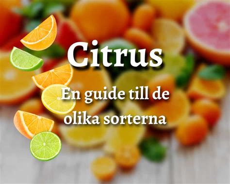 Citrusfrukter arter