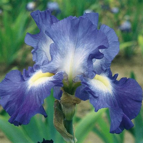 City Lights Bearded Iris Plant Addicts