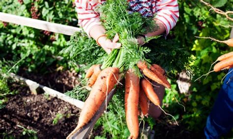 City allotments could be as productive as conventional farms, …