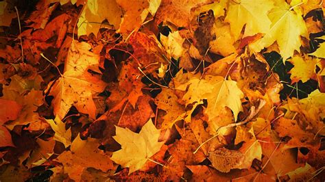 City encouraging leaf collection to keep storm drains clear