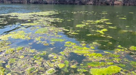 City finds blue-green algae on Lady Bird Lake, Lake Austin; algae may be toxic