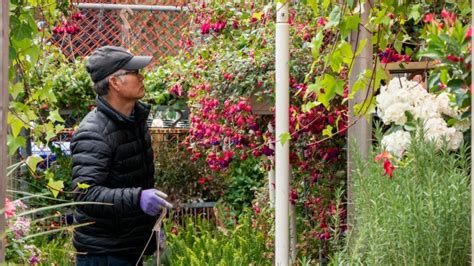 City of Toronto to begin opening community gardens and