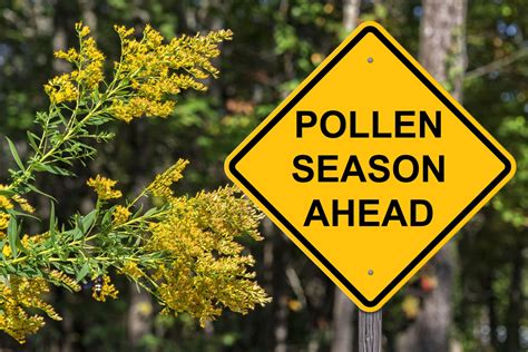 Cedar Elm tree pollen is measured in September and October. All tree