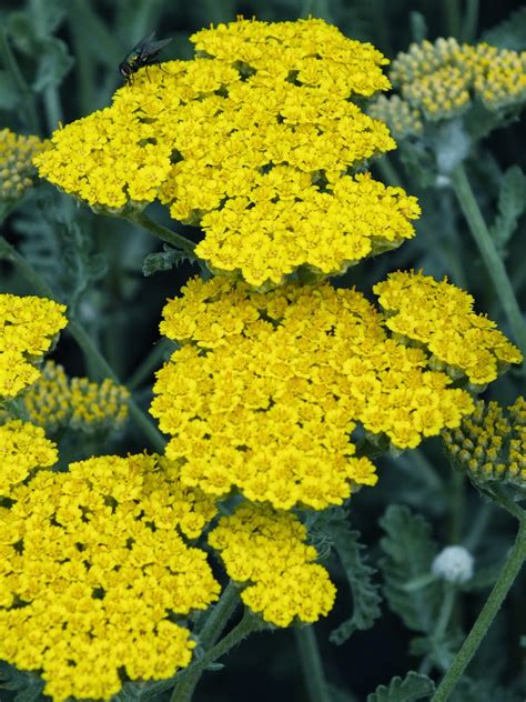 Civanpercemi Halı ve Koltuk Yıkama