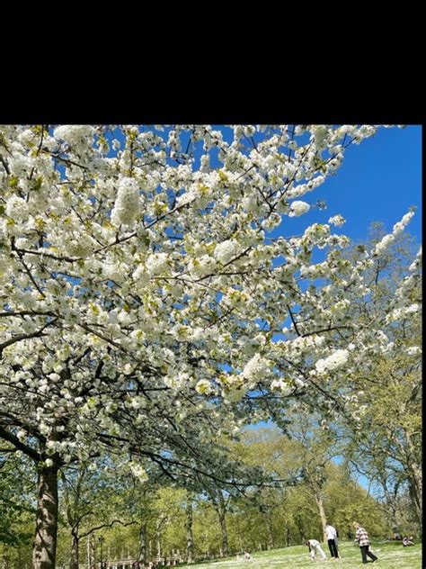 🍌 Cixrax Onlyfans Leaked [CLIP]