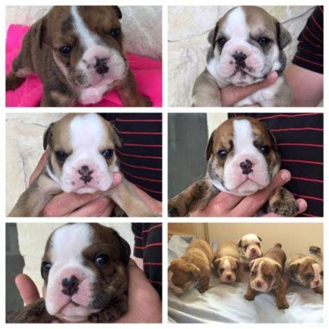 Ckc English Bulldog Puppies For Sale