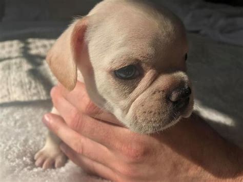Ckc French Bulldog Puppies For Sale