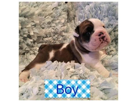 Ckc Registered English Bulldog Puppies For Sale