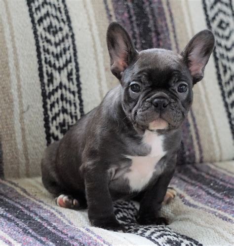 Ckc Registered French Bulldog Puppies