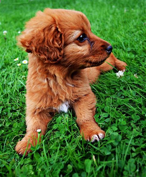 The most pleasurable step in selecting a new puppy is choosing a breed. The CKC recognizes 187 breeds, which are sorted into seven groups. "Listed" breeds are in the process of gaining full CKC recognition. Each breed has their own unique natural instincts and characteristics. So do some research and narrow your choices down to two or three ....