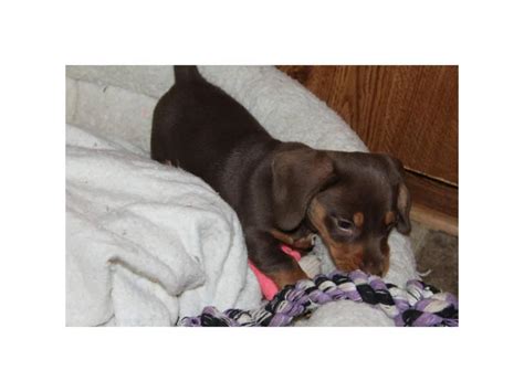 Ckc registered chocolate dachshund puppy for sale in Dothan, Alabama …