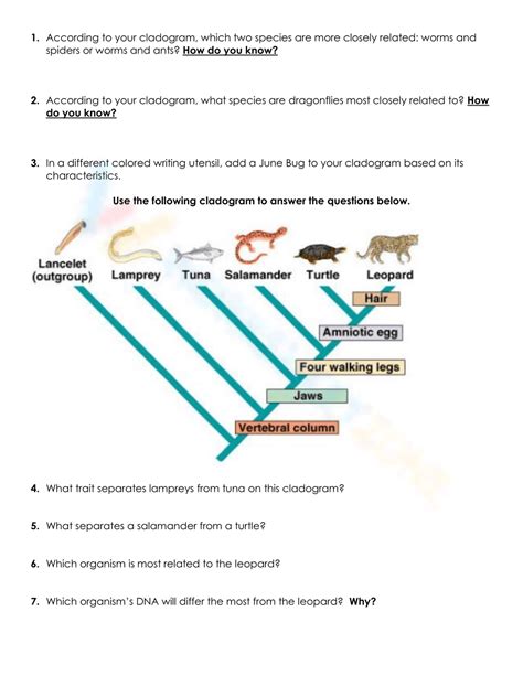 Cladogram Worksheet With Answers