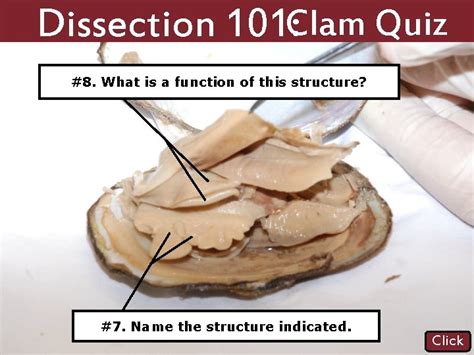 Clam Dissection Answer Key Questions