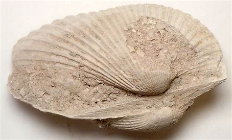 Clam fossils. FOSSILS te 11 us what life was like on earth in ancient geologic time. A fossil clam, for example, lived on a sea bottom much as its modern relatives do. By finding many fossil clams, we can deter­ mine the extent of a prehistoric sea. Fossils also indicate the climates of the geologic past. Fossils show us that life on earth has not always 