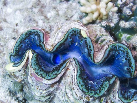Clam kingdom. Giant clam is the largest living mollusks. They can grow up to 4 feet long and weigh around 500 pounds! These massive creatures are seen in the warm waters of the Pacific and Indian Oceans. These clams live on coral reefs and other shallow, tropical habitats. They play an integral role in their ecosystems by filtering water and providing a ... 