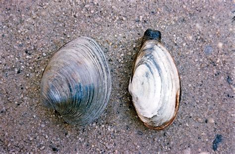 Clam Dissection Introduction The phylum Mollusca includes snails, clams, chitons, slugs, limpets, octopi, and squid. As mollusks develop from a fertilized .... 
