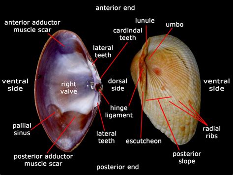 Physiology. Mya arenaria has a calcium carbonate shell that is thin and easily broken, hence the name "soft-shells" (as opposed to its beach-dwelling neighbors in some regions, the thick-shelled quahog ). This clam is found living approximately 3–8 in (7.6–20.3 cm) under the surface of the mud. It extends its paired siphons up to the .... 