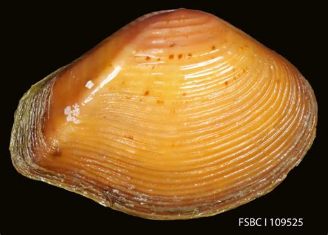 The Atlantic surf clam (Spisula solidissima