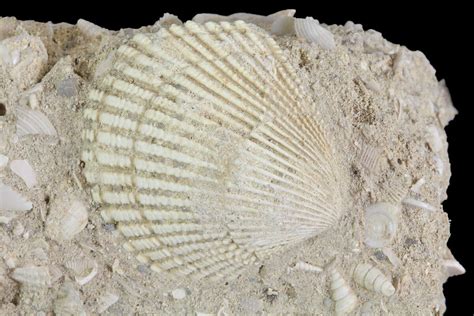 Clam shell fossil. Based on the age distribution of dated shells and accounting for shell removal, Kowalewski et al. proposed that the total number of clams alive during C.E. 950–1950 may have exceeded 5 × 10 12, or a constant standing density of 125 … 
