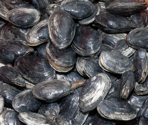 Clams — Community Shellfish