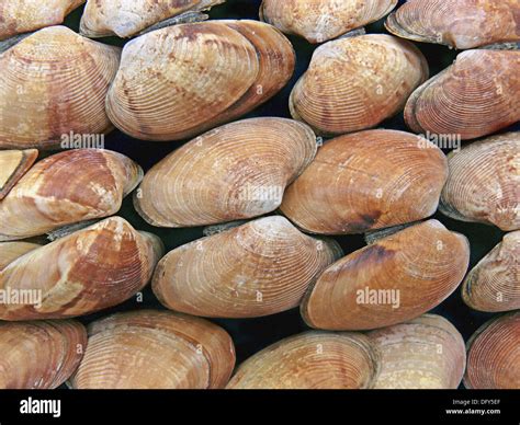 Of all the macrofossil groups, bivalves (clams, scallops, 