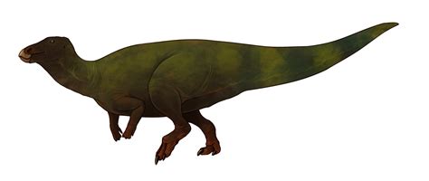 Hadrosaurus (/ ˌ h æ d r ə ˈ s ɔːr ə s /; lit. 'bulky lizard') is a genus of hadrosaurid ornithopod dinosaurs that lived in North America during the Late Cretaceous Period in what is now the Woodbury Formation about 78-80 Ma. The holotype specimen was found in fluvial marine sedimentation, meaning that the corpse of the animal was transported by a river and washed out to sea.