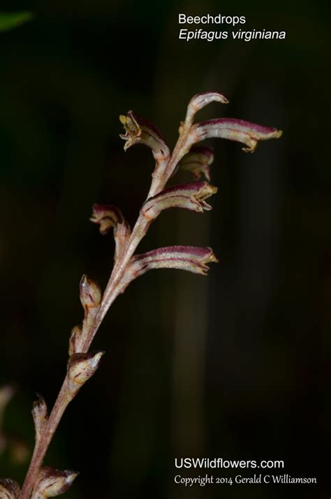 Clapwort Definition & Meaning - Merriam-Webster