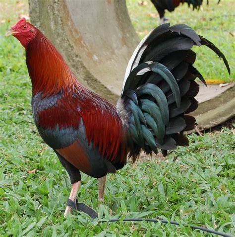 Claret rooster. The Claret Gamefowl is a deep red bird with white legs. The hens tend to be a little lighter in color than the cocks. The roosters usually have more white on their bodies … 