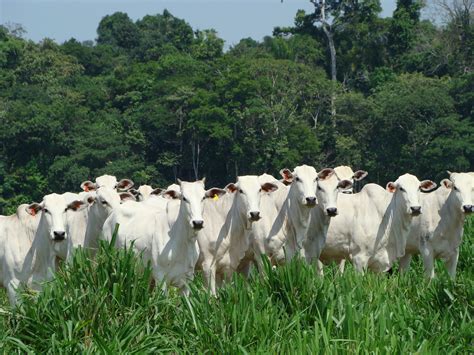 Clarification: Brazil-China-Beef Trade-Deforestation story