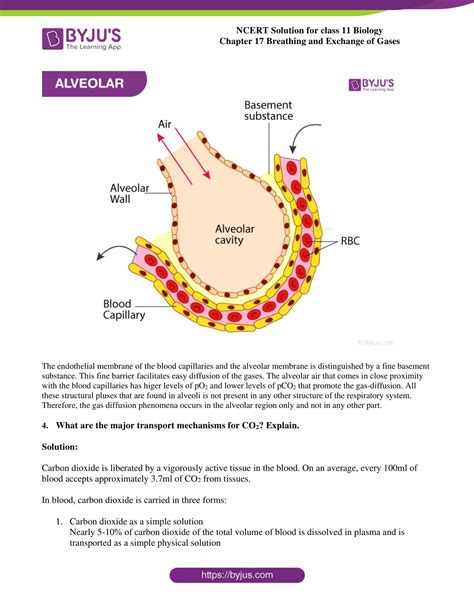 Class 11 Biology Chapter 17 Breathing and Exchange of Gases …