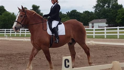 Class Ambassador for our Draft Horse Dressage Class is Jessica