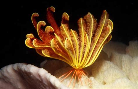 The crinoids, such as the sea lilies and feather stars, are considered to be the most primitive (earliest to evolve) of the echinoderm species. The class Asteroidea contains the most well known echinoderms: the sea stars that are also often called starfish. Brittle stars make up the class Ophiuroidea.. 