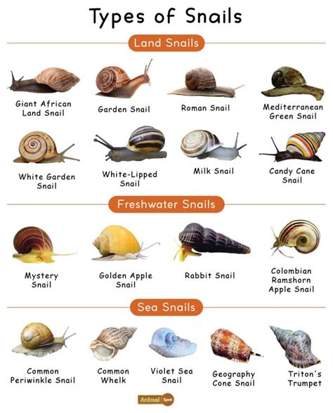 Class of snails. There are over 4000 species of snails out there, broadly classified as land snails, freshwater snails, and sea snails. Land Snails Giant African Land Snail Garden Snail Roman Snail Mediterranean Green Snail White Garden Snail White-Lipped Snail Milk Snail Candy Cane Snail Croatian Cave Snail Freshwater Snails Mystery Snail Golden Apple Snail 