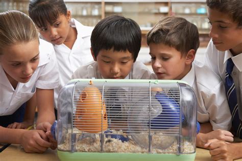 Class pet. Classroom “pets” also teach children the wrong lesson about wild animals and the environment. 1. Small Animals Suffer in Crowded, Noisy Classrooms. Many small animals are sensitive to noise and experience incredible stress in loud, chaotic classrooms. For example, as prey animals, guinea pigs and hamsters are extremely sensitive to loud ... 