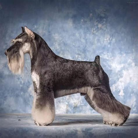 Classic Schnauzer Cut