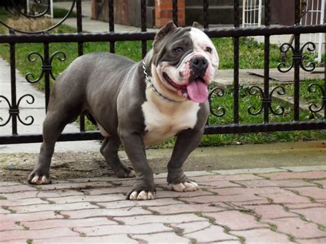 Classic bully dog. Things To Know About Classic bully dog. 